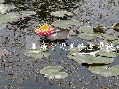 購房分期尾款逾期被起訴 分期貸款逾期案