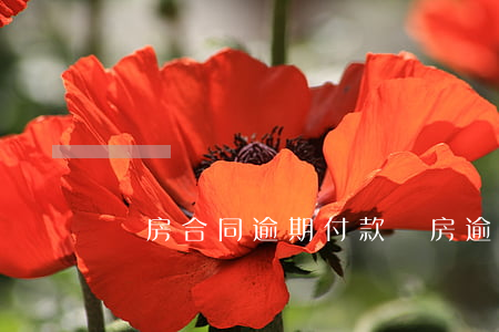 購房合同逾期付款（購房逾期付款律師函）
