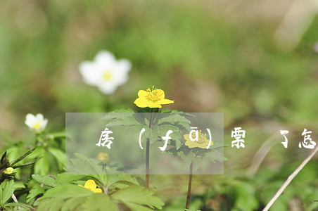 購房發(fā)票丟了怎么辦