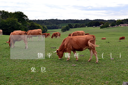購物平臺哪些關聯(lián)支付寶分期免息