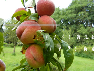 購開發(fā)商尾款逾期多久視為違約-購開發(fā)商尾款逾期多久視為違約