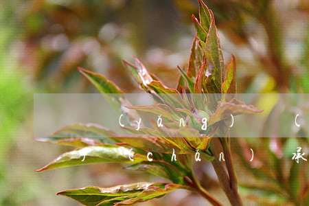 贍養(yǎng)義務(wù)財(cái)產(chǎn)繼承權(quán)嗎(法定繼承人不盡贍養(yǎng)義務(wù)分財(cái)產(chǎn)時(shí))