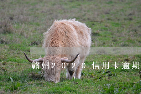 贛州2020信用卡逾期名單查詢-