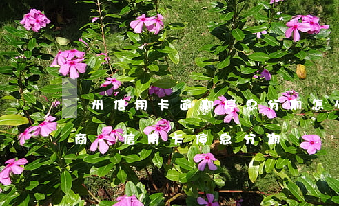 贛州信用卡逾期停息分期怎么協(xié)商-信用卡 停息分期