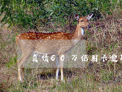 负债60万信用卡逾期(几千块信用卡逾期)