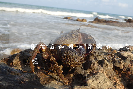 负债后如何上岸读书-负债后如何上岸读书呢