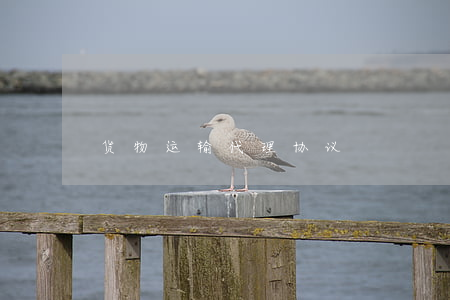 货物运输代理协议