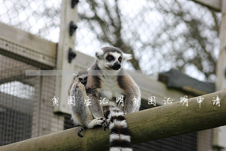 贫困生证明(贫困证明申请书范文)
