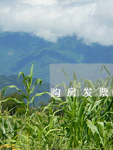 购房发票丢了如何处理