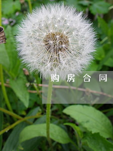 购房合同及发票丢失