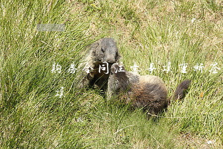 购房合同注意事项(重新签订购房合同注意事项)