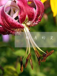 购房的定金和订金区别是什么