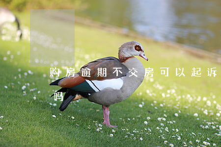 购房逾期不交房可以起诉吗(逾期交房起诉难吗)