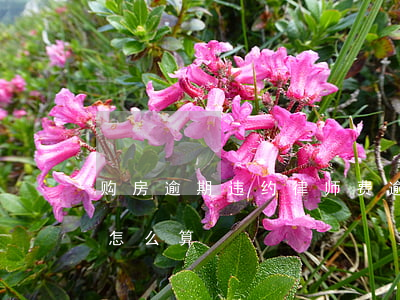 购房逾期违约律师费(逾期交房官司律师费用怎么算)