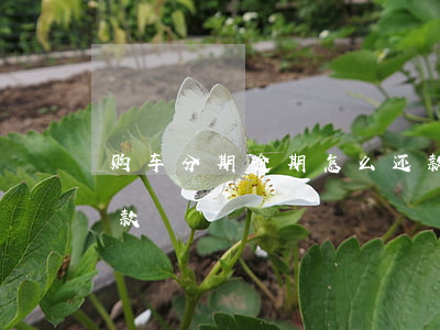 购车分期逾期怎么还款(购车分期逾期怎么还款)