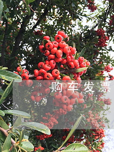 购车发票丢了怎么办
