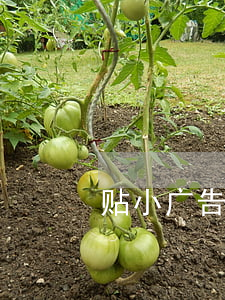 贴小广告的害处