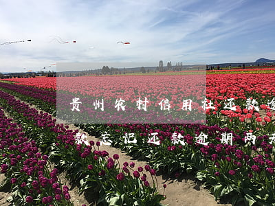 贵州农村信用社还款逾期2天 农村信用社贷款忘记还款 逾期两天
