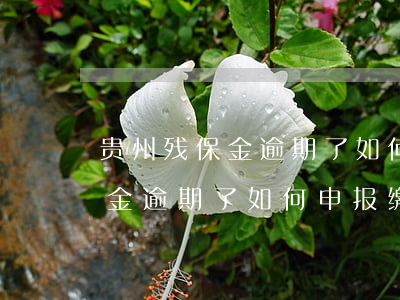 贵州残保金逾期了如何申报缴纳-贵州残保金逾期了如何申报缴纳社保