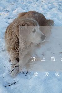 贷上钱欠5000没钱还(欠了70000贷款没钱还怎么办)