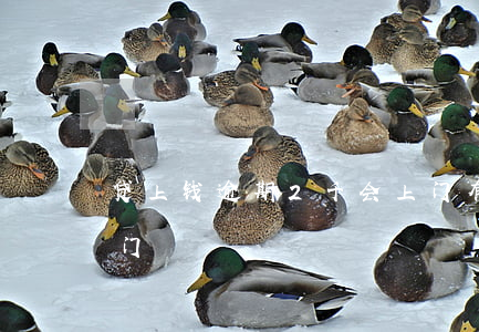 贷上钱逾期2千会上门(有钱花逾期2万说上门)