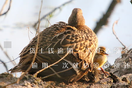 贷上钱逾期一次就必须全额还款吗-贷上钱逾期一次就必须全额还款吗为什么