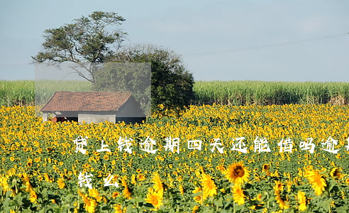 贷上钱逾期四天还能借吗(逾期两天还能借到钱么)