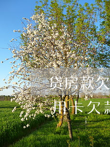 贷房款欠信用卡有影响吗(房子按揭贷款跟信用卡欠款有影响吗)