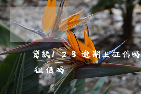 贷款123逾期上征信吗(贷款123逾期上征信吗)