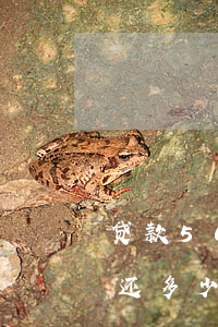 贷款5000逾期1年(5000逾期两年要还多少)