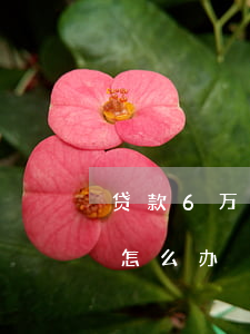 贷款6万逾期5万怎么办(车贷5万逾期3年怎么办)
