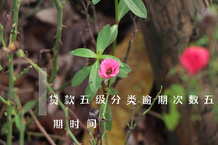 贷款五级分类逾期次数(五级贷款分类标准 逾期时间)
