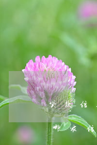 贷款信用卡全面逾期先还哪个好-逾期先还哪家信用卡
