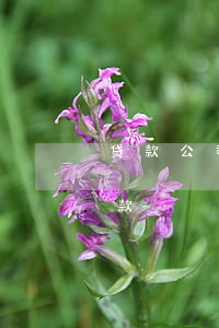 贷款公司协商只还本金-与贷款公司协商还款