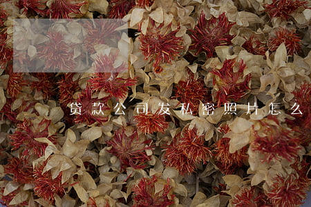 贷款公司发私密照片怎么办