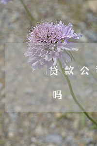 贷款公司可以停息挂账吗(车贷可以停息挂账吗)