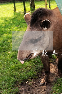 贷款养娃还不起怎么办