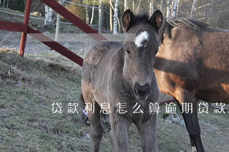 贷款利息怎么算逾期(贷款逾期了利息怎么算)