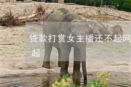 贷款打赏女主播还不起(网贷打赏女主播还不起)