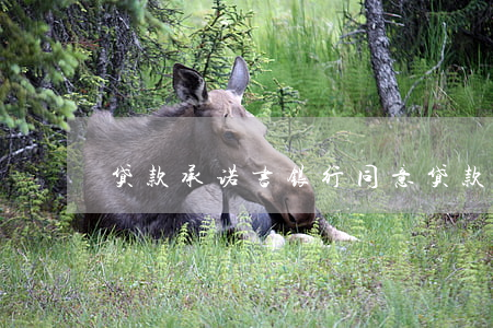 贷款承诺书(银行同意贷款承诺书)