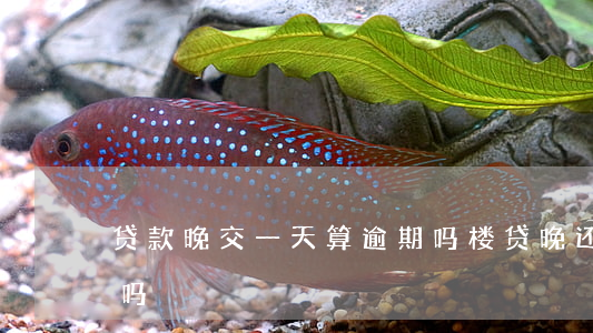 贷款晚交一天算逾期吗(楼贷晚还一天算逾期吗)