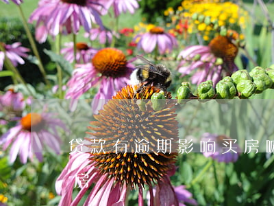 贷款有逾期影响买房嘛(逾期多久影响贷款买房)