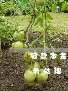 贷款本金逾期应收利息(应收账款逾期利息账务处理)