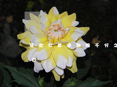 贷款欠款逾期按千分之一(逾贷比不超百分之百)