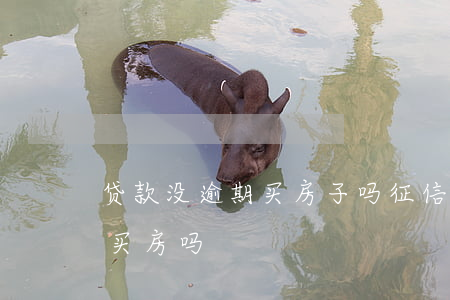 贷款没逾期买房子吗(征信没有逾期可以贷款买房吗)