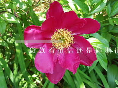 贷款看征信还是逾期(征信上怎么看逾期)