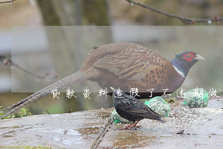 贷款资料造假了不逾期(做假资料贷款)