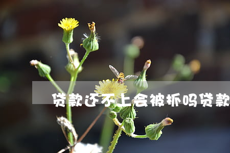 贷款还不上会被抓吗（贷款还不起关机行吗）