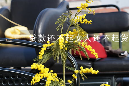 贷款还不起女人(还不起贷款了)