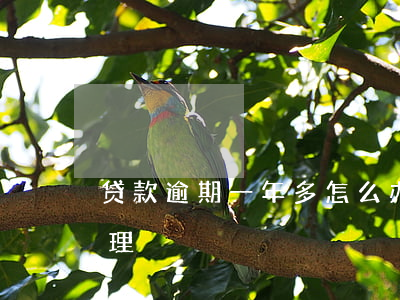 贷款逾期一年多怎么办(逾期一年多了怎么处理)